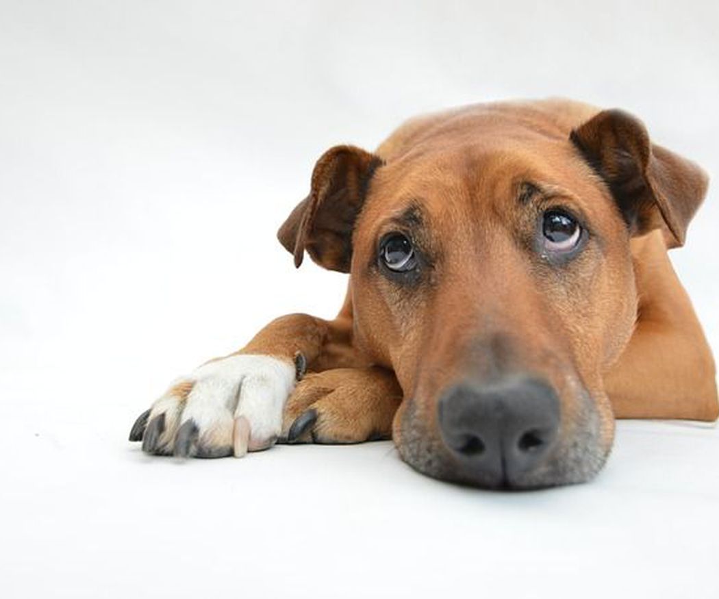 ¿Cuáles son las enfermedades de perros más comunes y sus síntomas?