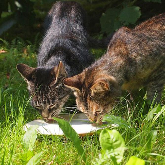 Alimentos peligrosos para tu gatito
