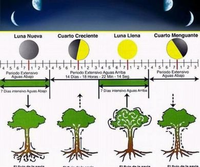Las fases lunares y nuestras plantas