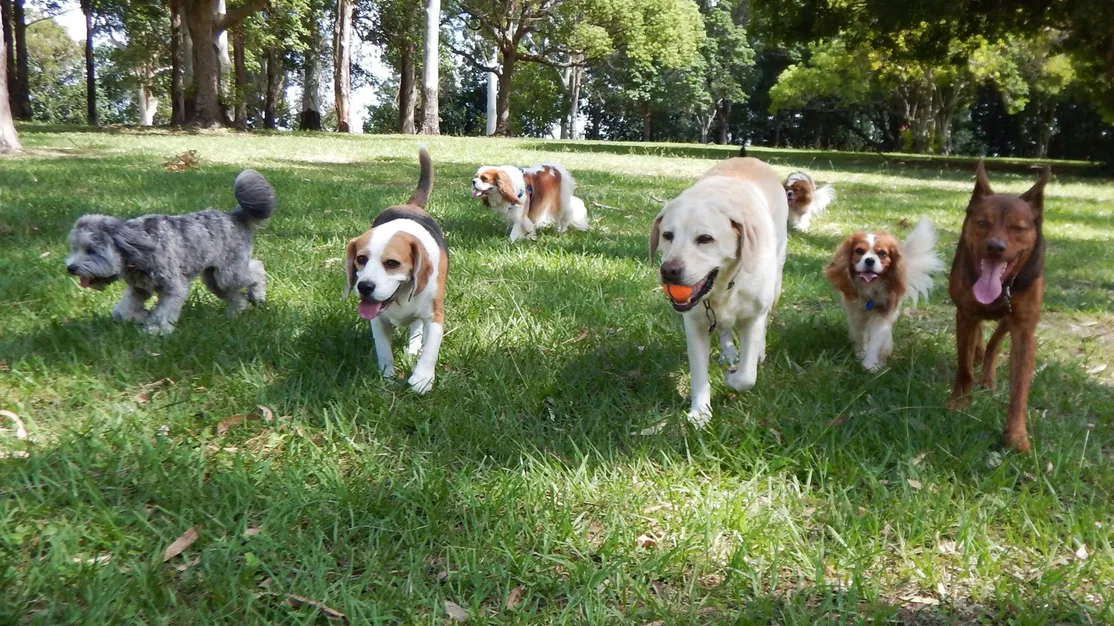 Centro de ocio canino en Valencia