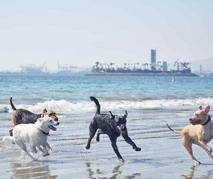 Normas básicas para llevar el perro a la playa