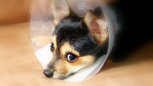 Imagen de Servicios - Traumatología