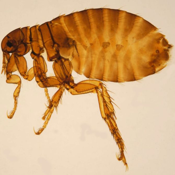 Aspecto y comportamiento de las pulgas