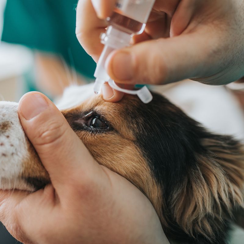 Hospitalización de animales: Servicios de Veterinario VetSur