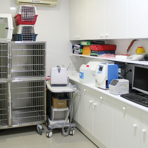 Veterinarios en Torrejón de Ardoz | Clínica Veterinaria Centro