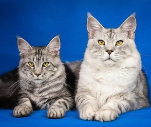 Maine Coon: El gigante dulce del mundo felino