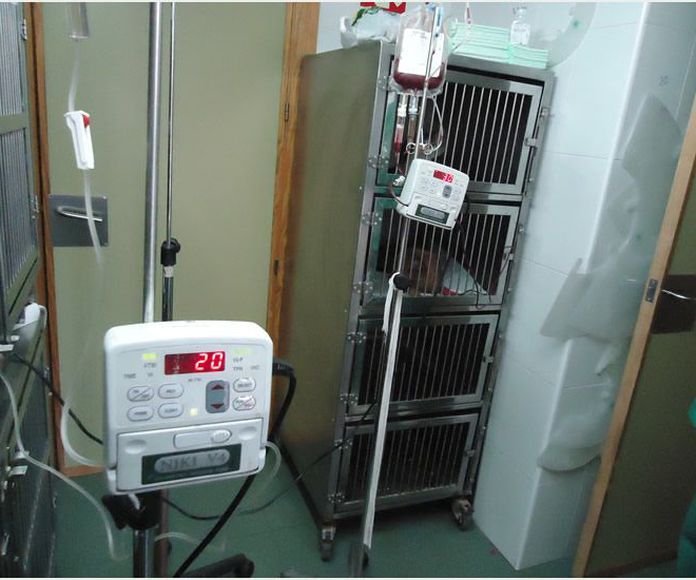 Urgencias: Servicios de Clínica Veterinaria Puerto Mazarrón