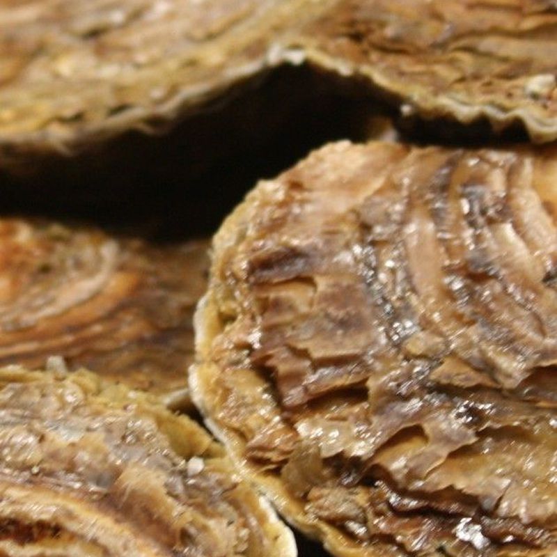 Marisco fresco vivo: Servicios de Pescados Cano