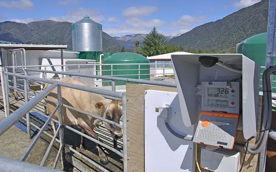 Básculas para pesar ganado