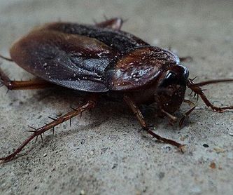 Exterminio de termitas: ¿Qué hacemos? de Plagas Blanco