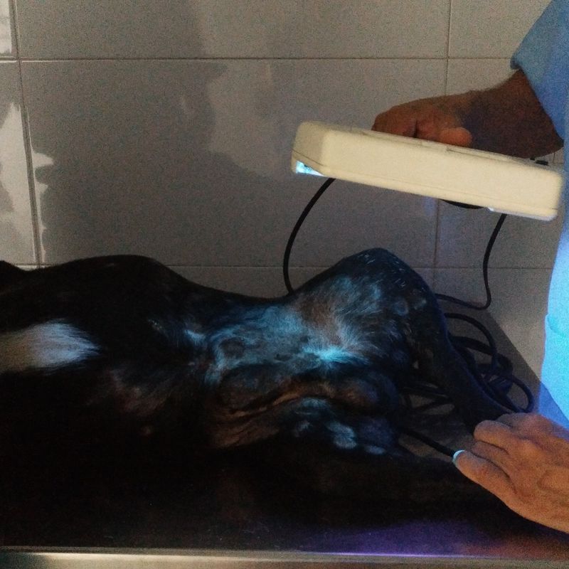 Especialidades veterinarias: Servicios de Clínica Veterinaria Llíria