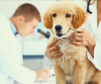 Peluquería canina: Especialidades de Clínica Veterinaria Huellas
