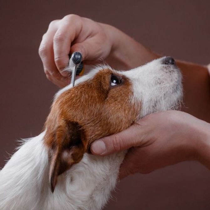 ¿Conoces la importancia de cepillar el pelo de tu perro?