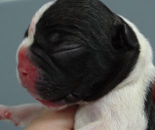 Llega un cachorro