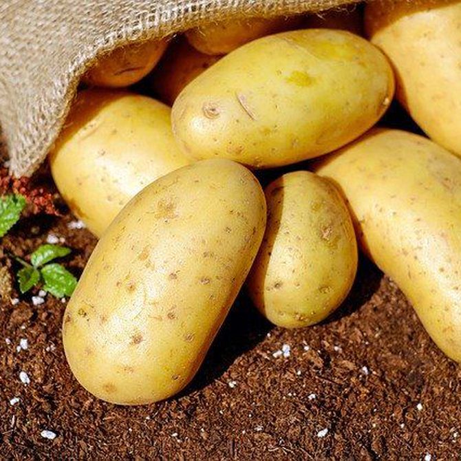 Patata gallega: la delicia nacida tubérculo
