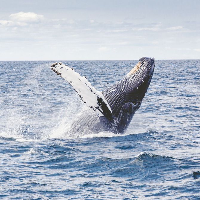 La leyenda telhueche sobre el origen de las ballenas