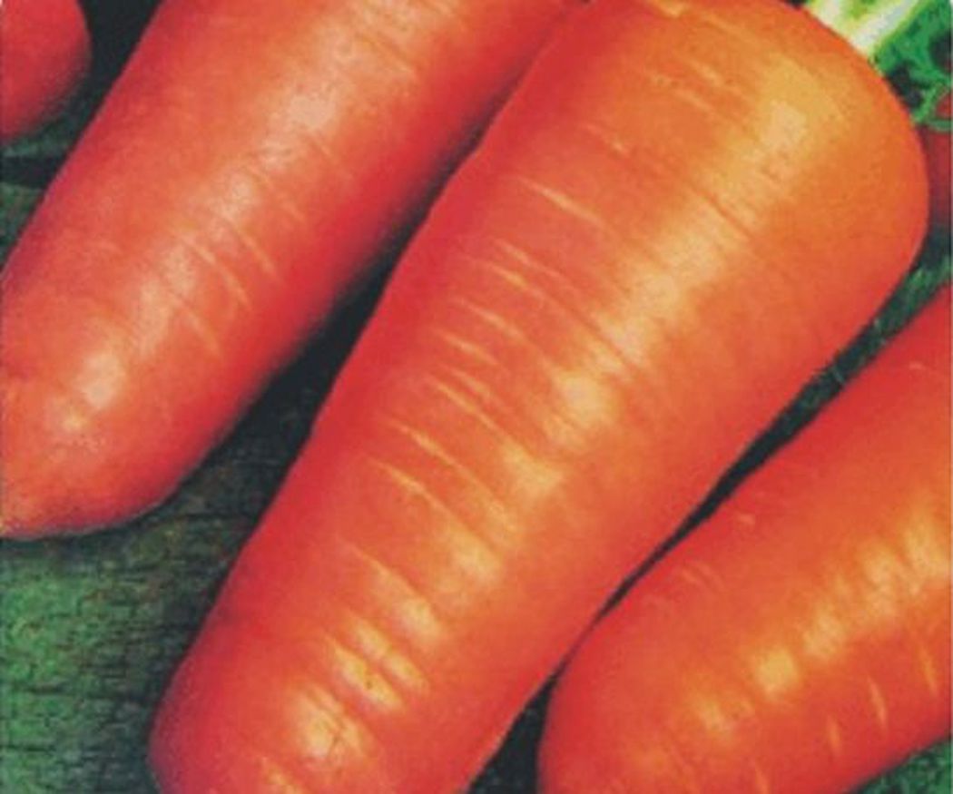 ¿Qué diferencia los distintos tipos de zanahorias?