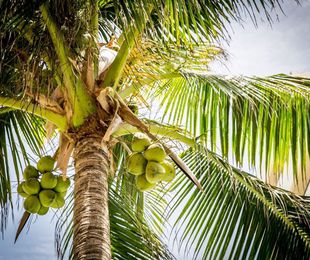 Las plagas más comunes en las palmeras