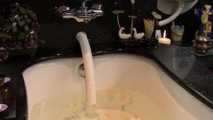 Imagen de Servicios - Spa para animales