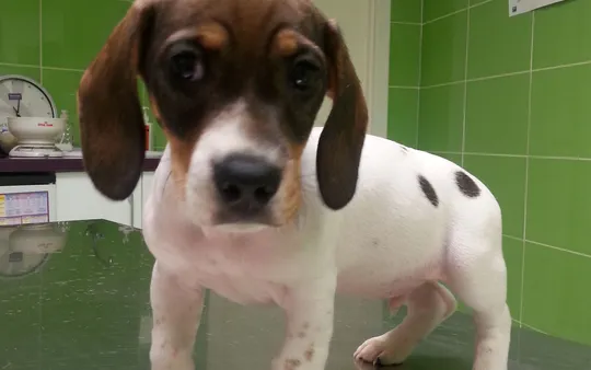 Imagen 4 de la galería