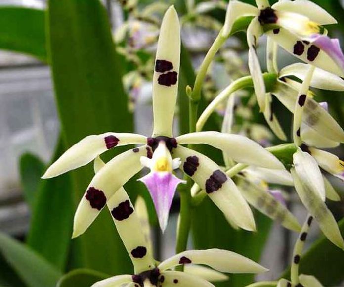 Orquídea Deva : Terapias de Terapias Alternativas Isabel