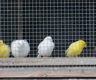 Venta de canarios: Mascotas y alimentación de Pajarería Ricky