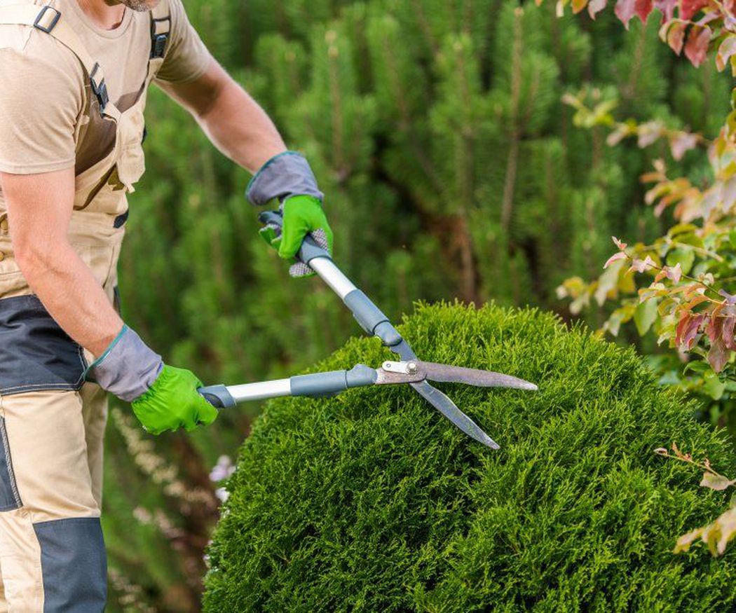 ¿Cuándo podar y cuándo talar? Guía según el tipo de árbol