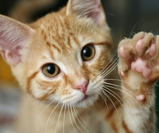 Cómo adoptar gatos abandonados