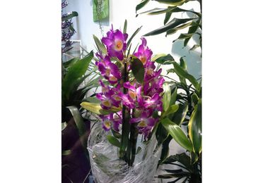 Orquídea dedrobium