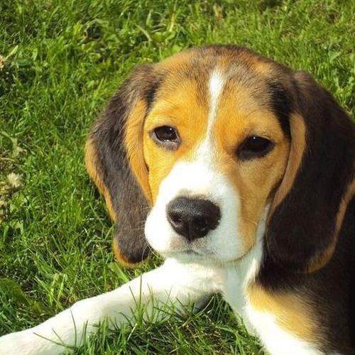 Alimentación para mascotas, complementos y peluquería en Leioa