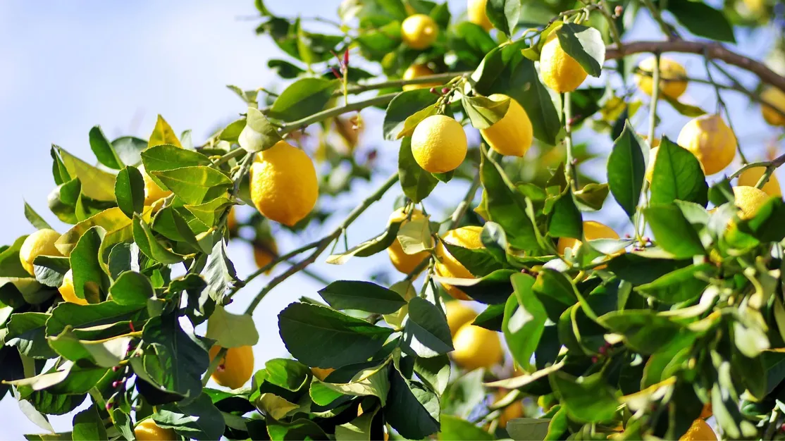 Venta de productos fitosanitarios en Alicante