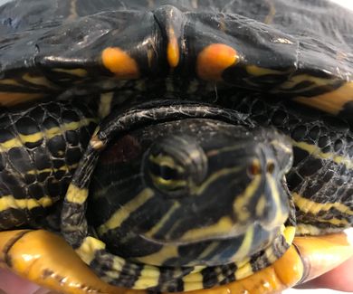 Retención de huevos en tortugas
