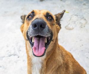 ¿Sabes cómo debes cuidar los dientes de tu mascota?