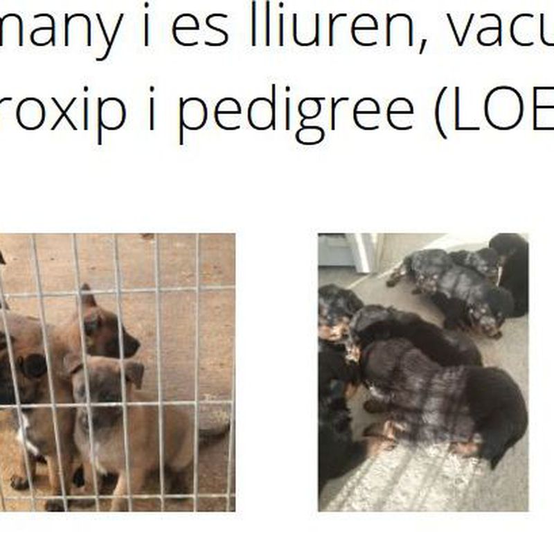 Venta de cachorros Lleida|Borgescan