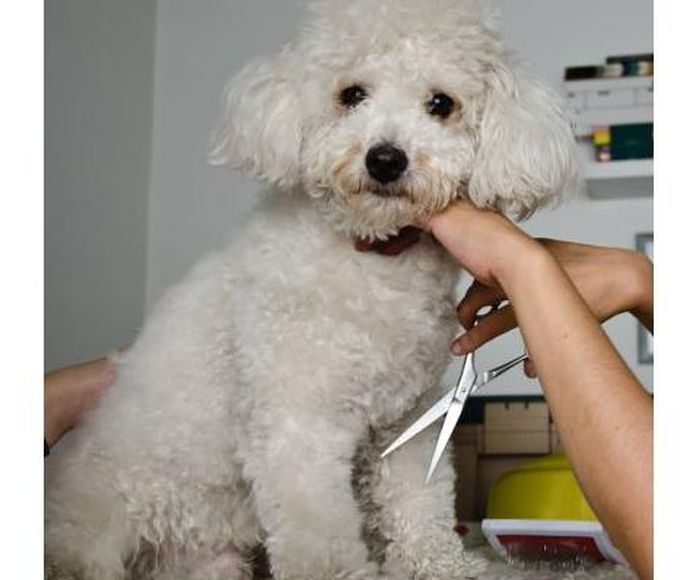 PeluquerÃ­a canina : Servicios de Centro Veterinario Ciempozuelos }}