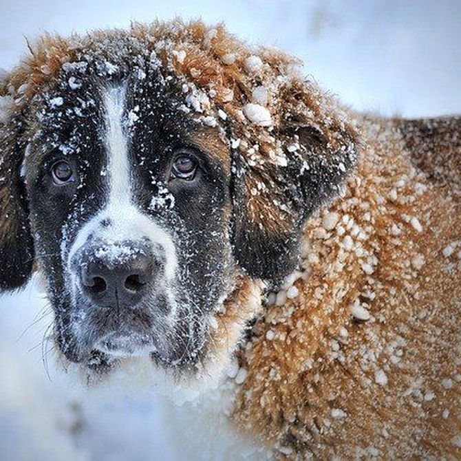 ¿Es suficiente el pelaje de tu perro para el invierno?