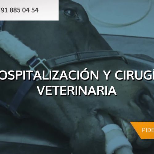 Veterinarios en Villalbilla | Clínica Veterinaria Villalbilla