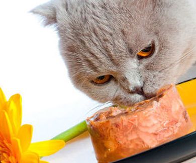 Principios de alimentación en gatos