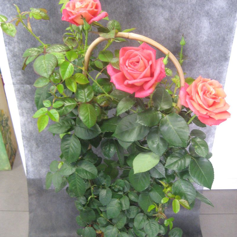Rosal Rosa: Nuestras flores de Bouquet Flores y Plantas