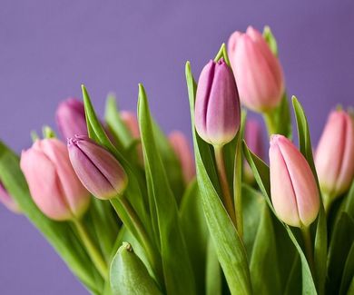 Consulta nuestra ofertas en tulipanes.