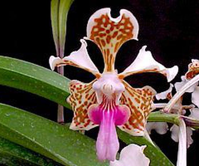 Orquídea Alegría : Terapias de Terapias Alternativas Isabel