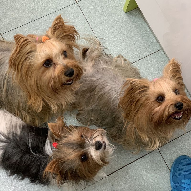Vacunas para perros:  de Punto Pet Clínica Veterinaria