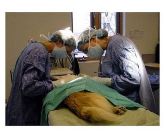 Peluquería canina: Servicios de Vets Centre Veterinari Girona