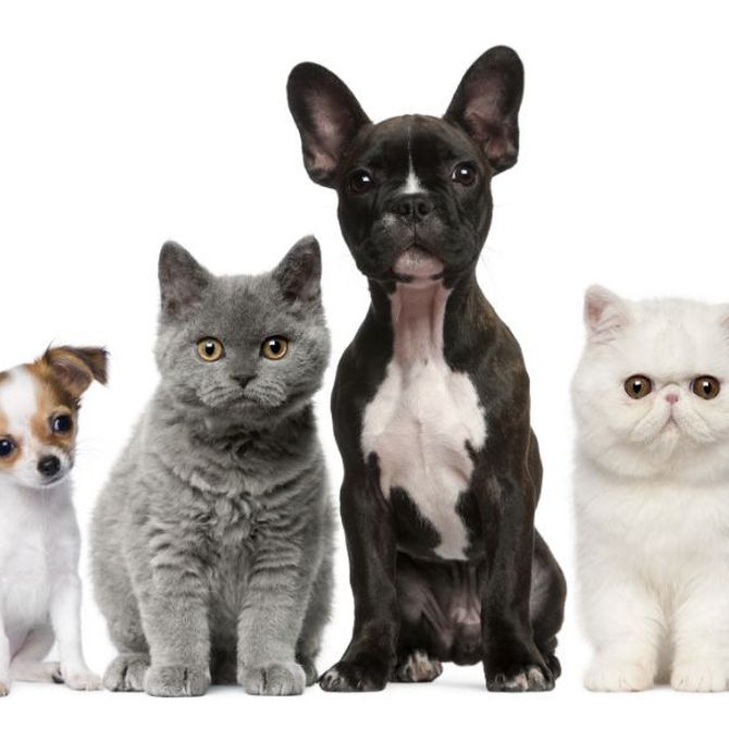 ¿Qué ventajas tiene la peluquería canina?