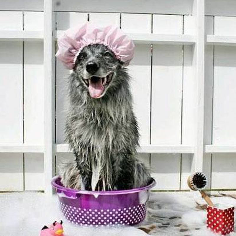 Baño: Servicios de Pets-&-Us