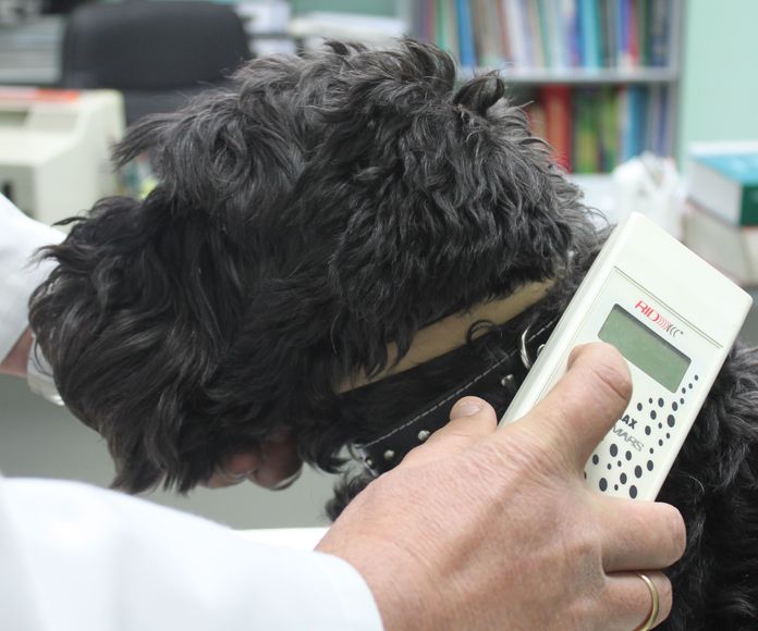 Microchip para perros Zaragoza: Nuestros Servicios de Argos Clínica Veterinaria
