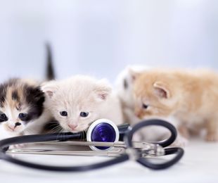 Análisis clínicos para mascotas