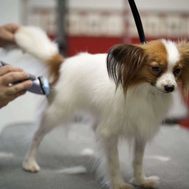 Peluquería canina: Servicios de Clínica Veterinaria La Adrada