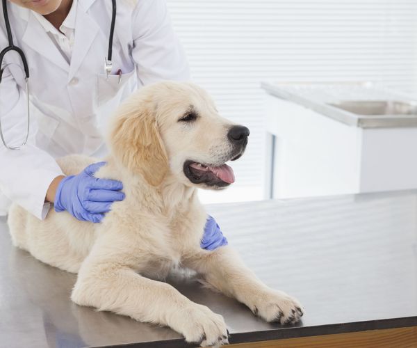 Limpieza de clÃ­nicas veterinarias