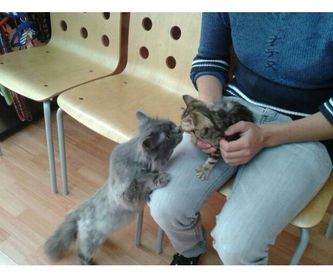 Esterilización gatos: Piensos de Centro Veterinario Ifach